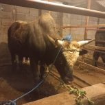 گاو نر چالوسی دو رگ