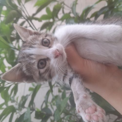 5 گربه ناز یک ماهه