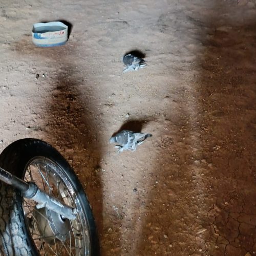 5تاکبوتر شق شقی دو تا جوجه 700هزار