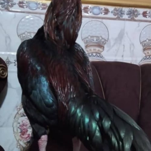 خروس و مرغ میانوالی