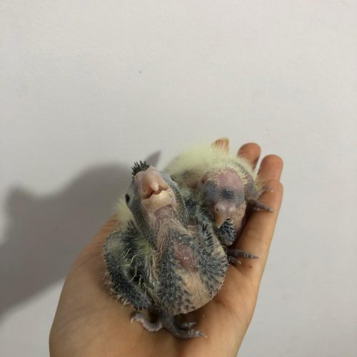 پرنده عروس هلندی