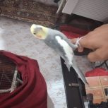 عروس پاریس 12 ماهه درهویزه