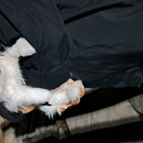 فروش سگ شیتزوکراس