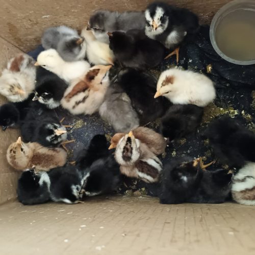 حراج جوجه گلین های چهل تاج و تاج اره ای