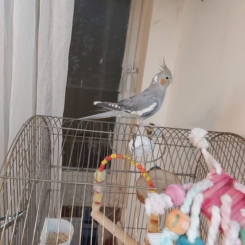 عروس هلندی+ قفس چرخدار و غذا تجهیزات کامل