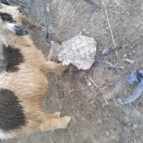 سه تا بره قربانی 6ماه به بالا چاق