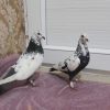 10 عدد کبوتر پرشی و زوردار