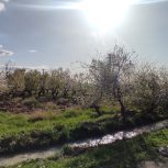 اجاره باغ گیلاس