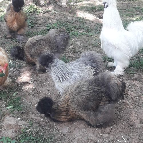 ابریشمی باکیفیت عالی.همه رنگ