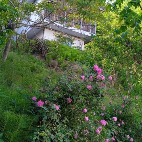اجاره ویلای جنگلی