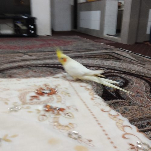 عروس هلندی