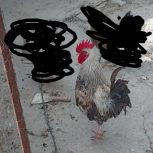 یک عدد خروس خزک زابلی به فروش می‌رسد