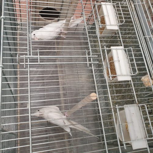 عروس هلندی سالنی