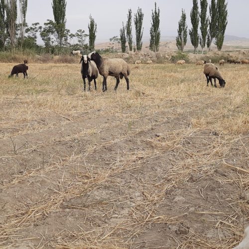 قوچ شال دقلوزافروشی