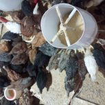 فروش جوجه محلی