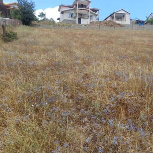 زمین مسکونی