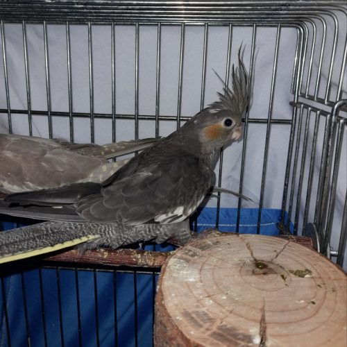 جوجه عروس هلندی