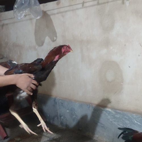 دو عدد جوجه لاری  که کم مونده بالغ بشن دونگ بالا