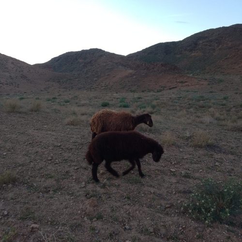 میش‌ژن‌دار‌هترو