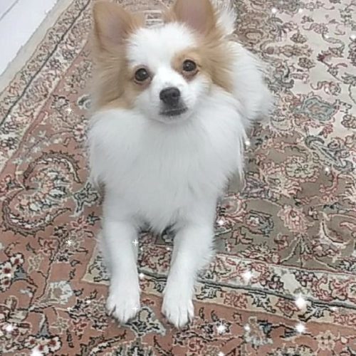 پامراشپیتز