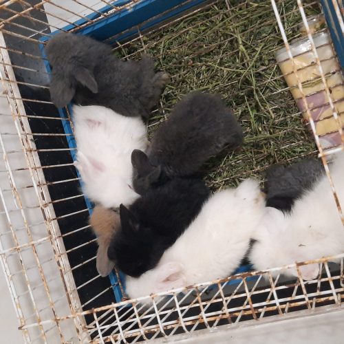 توله خرگوش لوپ