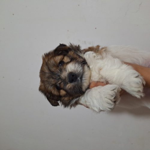 توله سگ نژاد شیتزو اشپیز