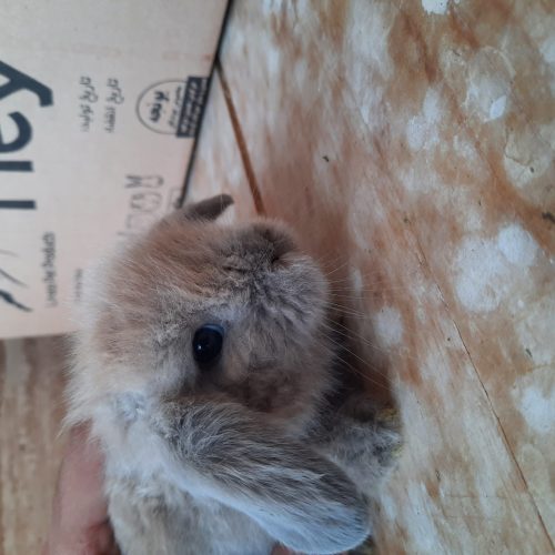 توله خرگوش لوپ