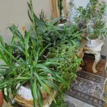 انواع گل خوشگل