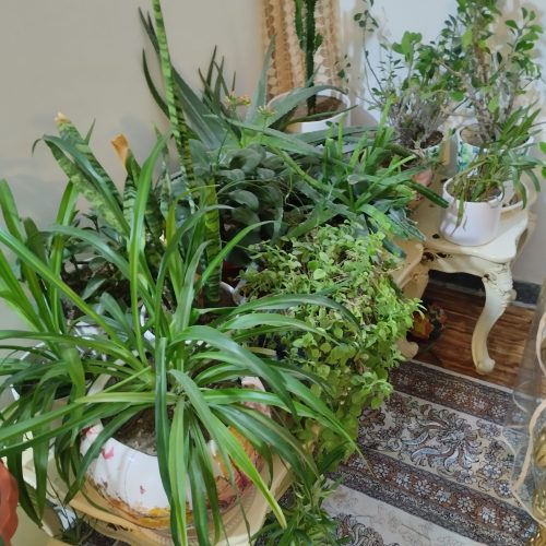 انواع گل خوشگل