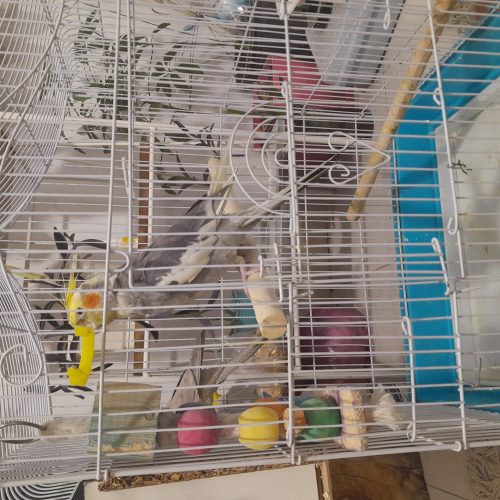 معاوضه عروس هلندی