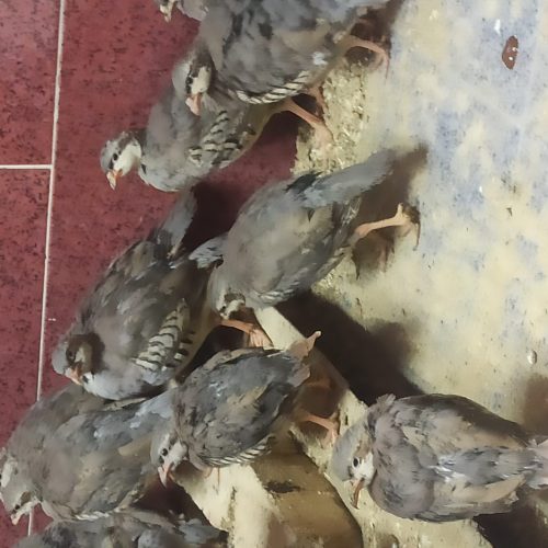 کبک سه و نیم ماه