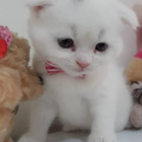 اسکاتیش فلد دو ماهه آماده تحویل خرسی دست پا کوتاه