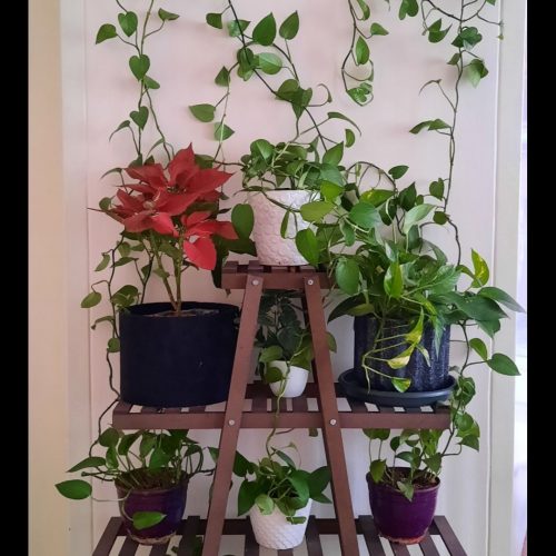 استند گل مستقیم از تولیدی