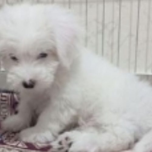 فروش سگ مالتیز نر