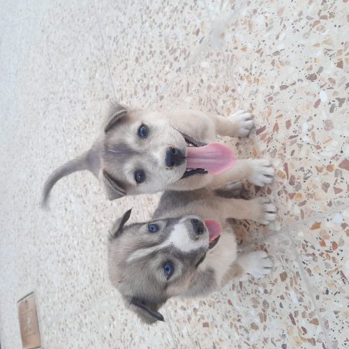 دو عدد  هاسکی نر و ماده کوچک