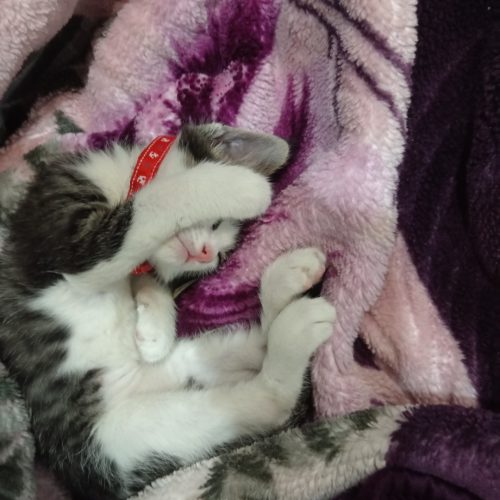 واگذاری گربه نر 8 ماهه مهربون باهوش