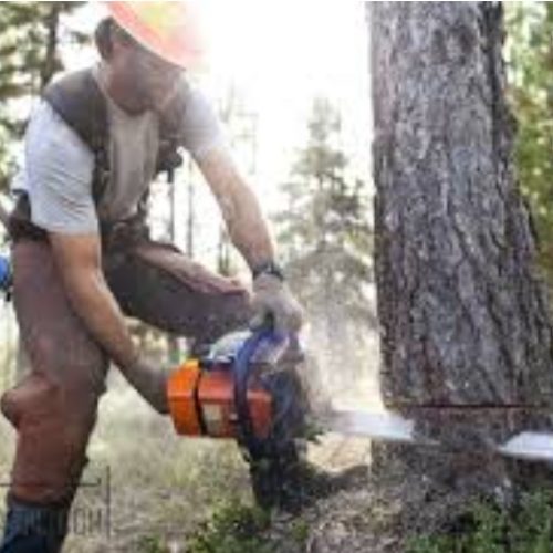 خرید انواع چوب  به قیمت مناسب خرید چوب خشک و خرید چوب در باغچه وبرش انواع چوب