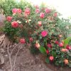 فروش ویلایی 550متر