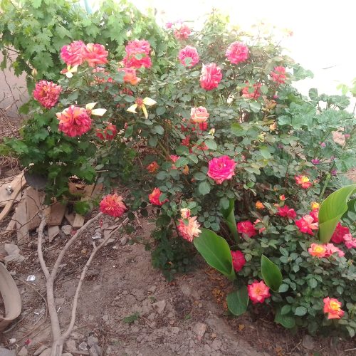 فروش ویلایی 550متر