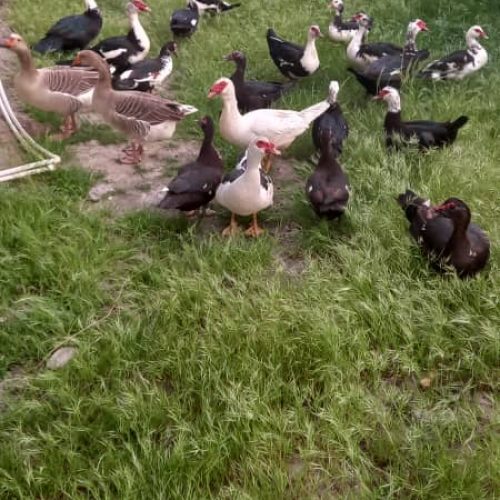 اردک اسراییلی نر و ماده