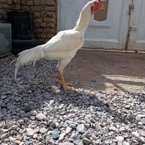 خروس لاری اصیل