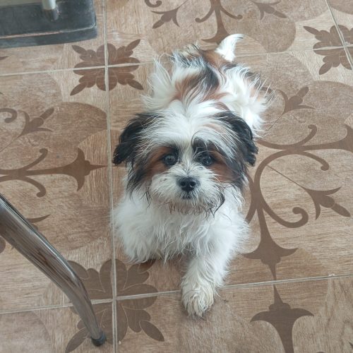 واگذاری سگ شیتزوو کروووس شناسنامه دار