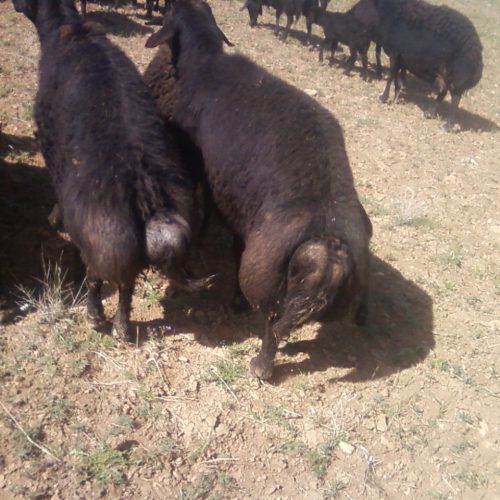 قوچ افشار چهار دندون