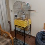 عروس هلندی+ قفس چرخدار و غذا تجهیزات کامل