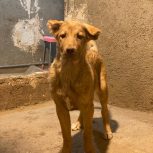 توله  سرابی ماده