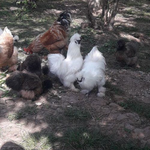 ابریشمی باکیفیت عالی.همه رنگ