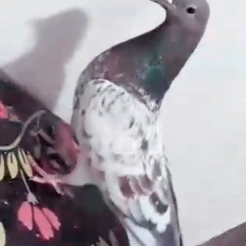 10 عدد کبوتر پرشی و زوردار