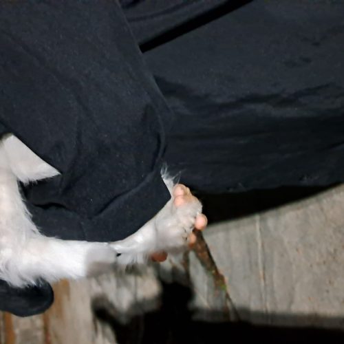 فروش سگ شیتزوکراس