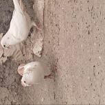 کبوتر کرمان جفت دم زرد نر