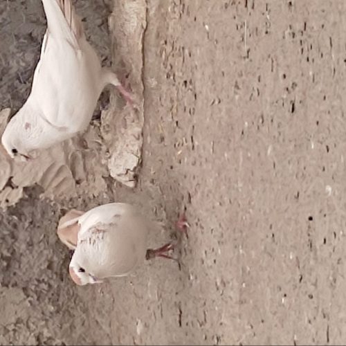 کبوتر کرمان جفت دم زرد نر